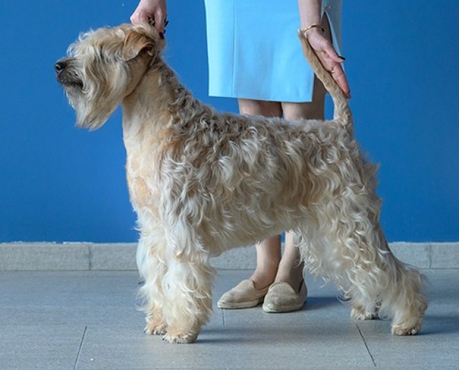 Irish Soft Coated Wheaten Terrier Bon Aquarel Breeder