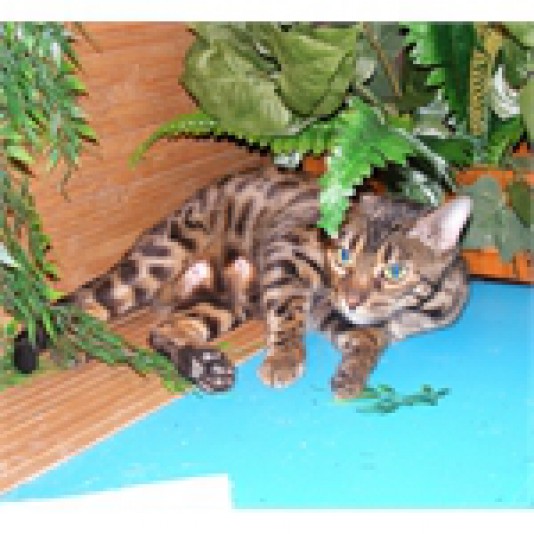 Sagatti Bengals Cattery