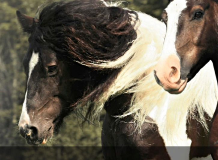 Les Gitans d'Amérique Clydesdale Gypsy Vanner Stable