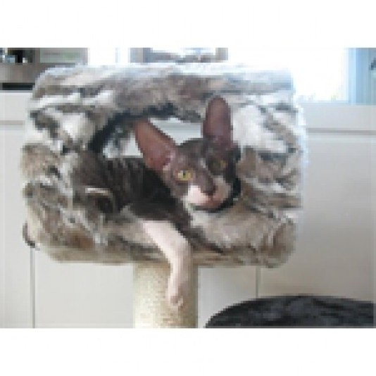 Cornish Rex Isadorex Cattery