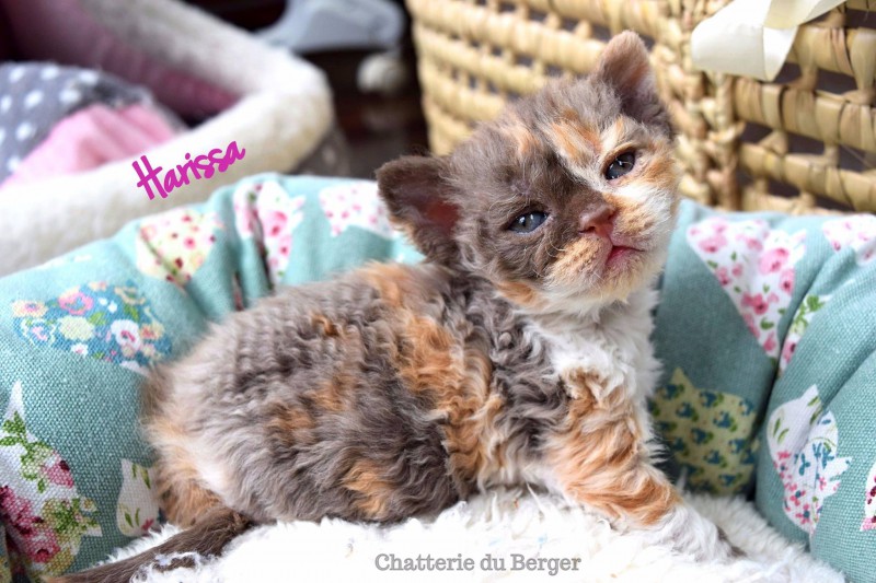 Du Berger Selkirk Rex Cattery