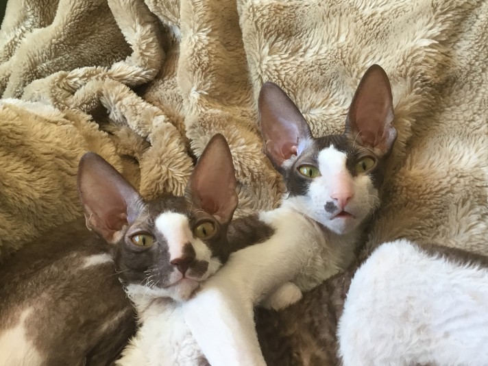 Cornish Rex Judyrex Breeder