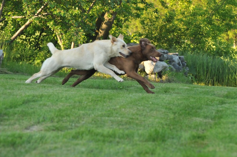 Labrador Retriever du Verger Breeder