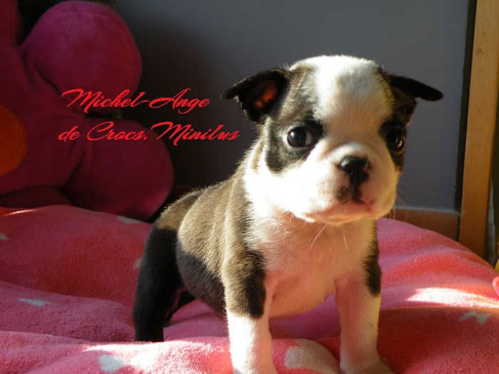 Boston Terrier Crocs. Minilus Breeder