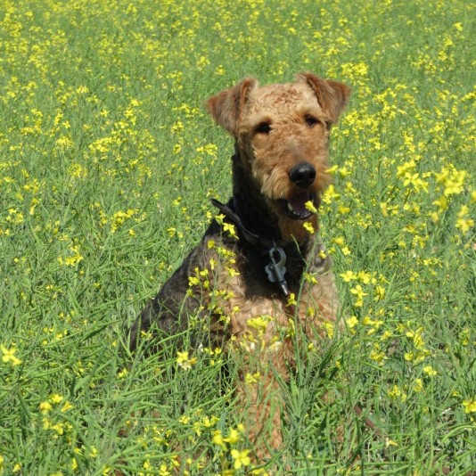 Airedale Terriers of Aireheart Breeder