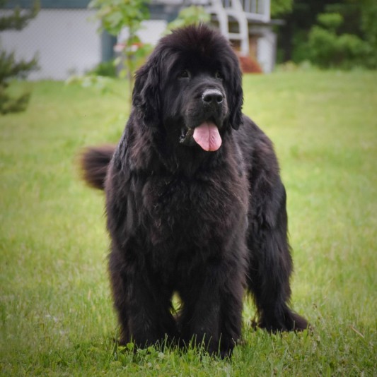 Arcadia Newfoundlands Breeder