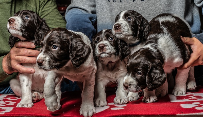 French Spaniel des Trois-Lacs Breeder