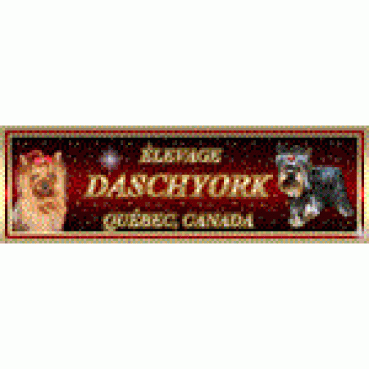 Yorkshire Terrier Daschyork Breeder