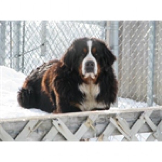 Bernese Mountain Dog de Michaudville Breeder