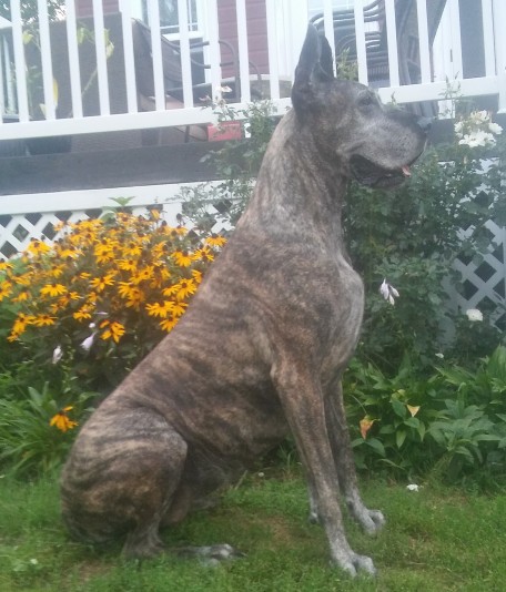 Great Dane Rieslin Regd Breeder