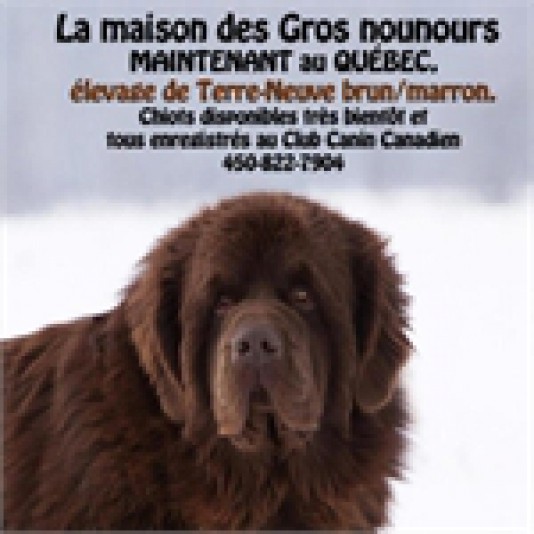 Newfoundland La Maison des Gros Nounours Breeder