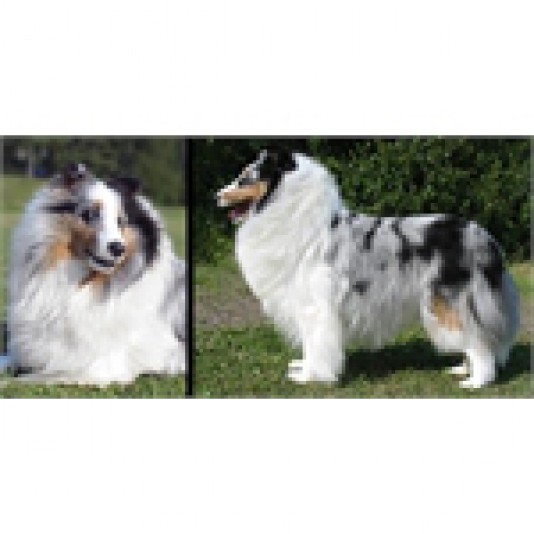 Shetland Sheepdog Breeders Athill Shetland Sheepdogs