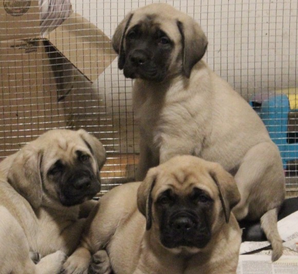 Knighterrant Mastiffs Breeder