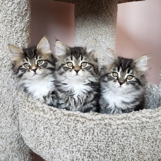 SIBER Siberian kittens cattery