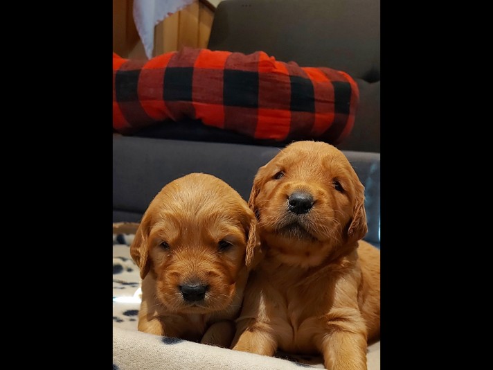 La cité Golden retriever éleveur Golden Retriever Breeder