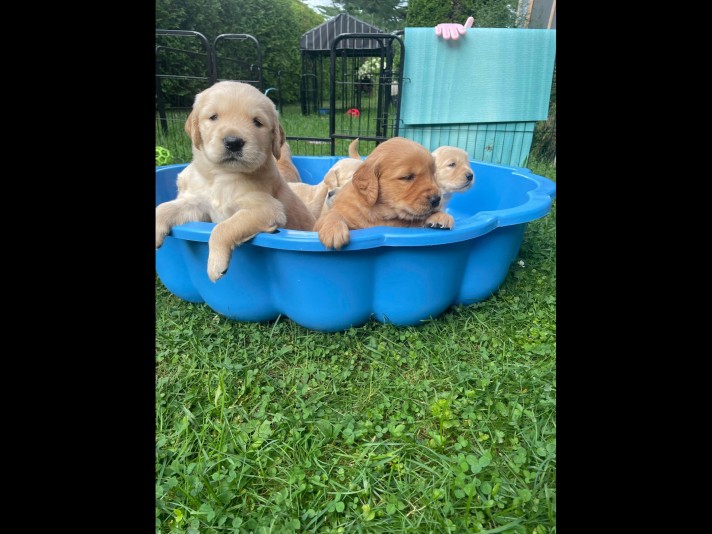 La cité Golden retriever éleveur Golden Retriever Breeder