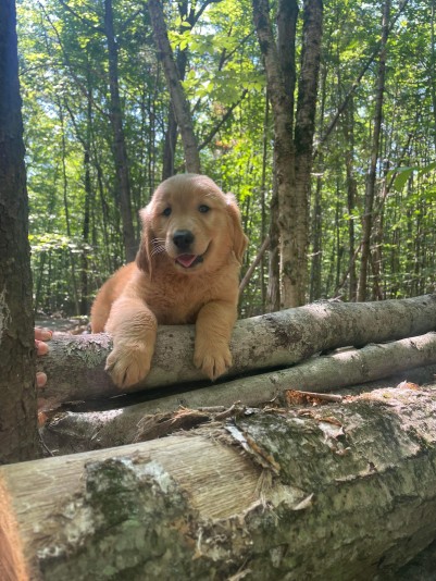 La cité Golden retriever éleveur Golden Retriever Breeder