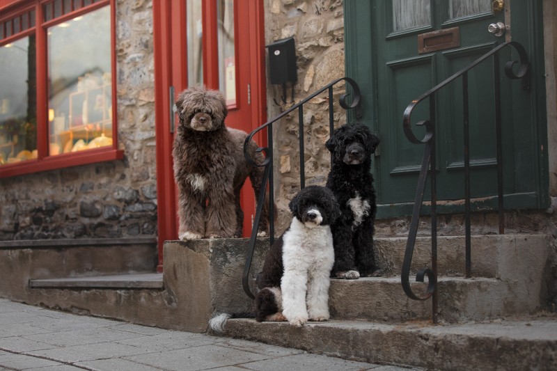 Élevage Pattedeau - Portuguese water dog  breeder