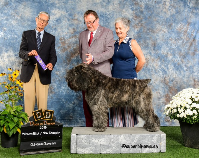 Super Binôme - Bouvier des Flandres Breeder