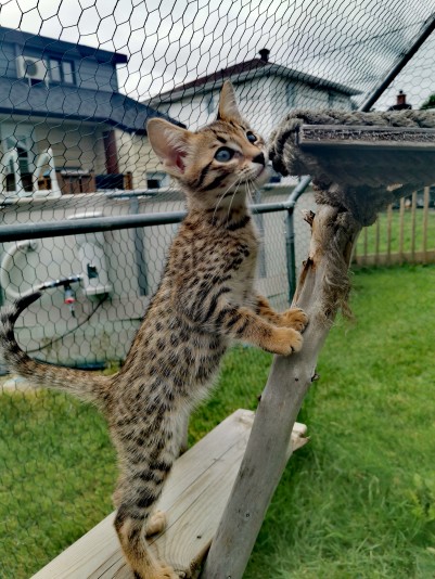 Cattery blueberry Savannah