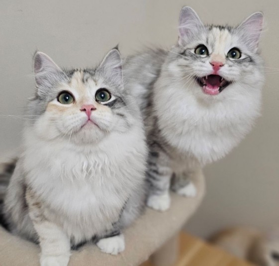 Luxury Siberia Cattery