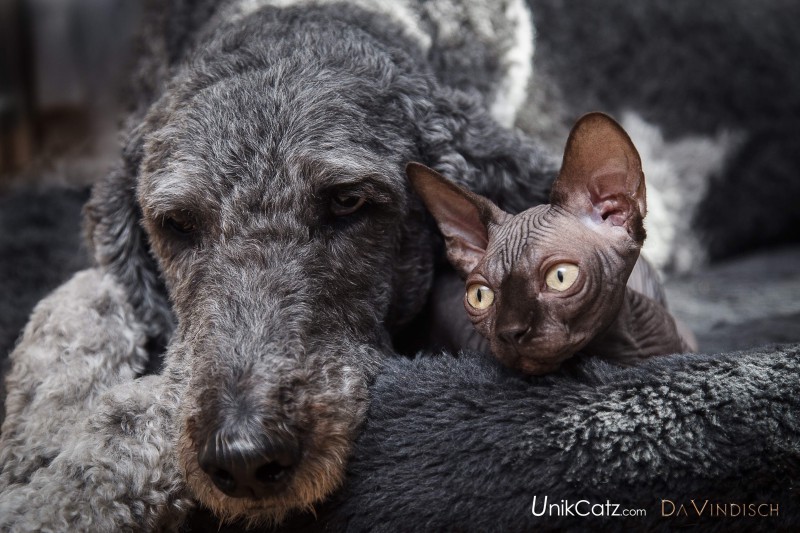 UnikCatz - Devon Rex Cattery