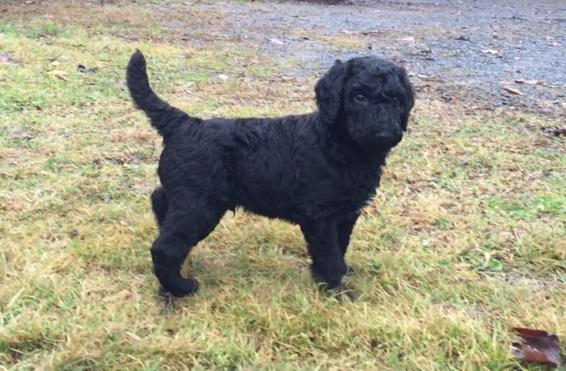 Standard Poodle (Royal) Emya Breeder