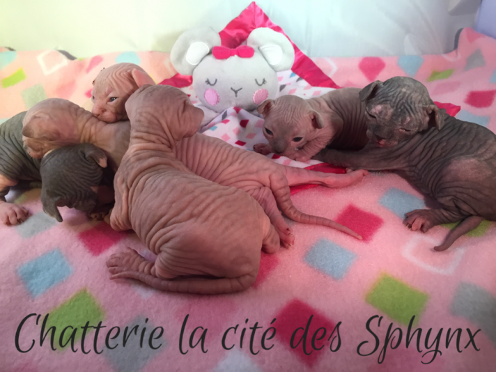 Cité Sphynx Cattery