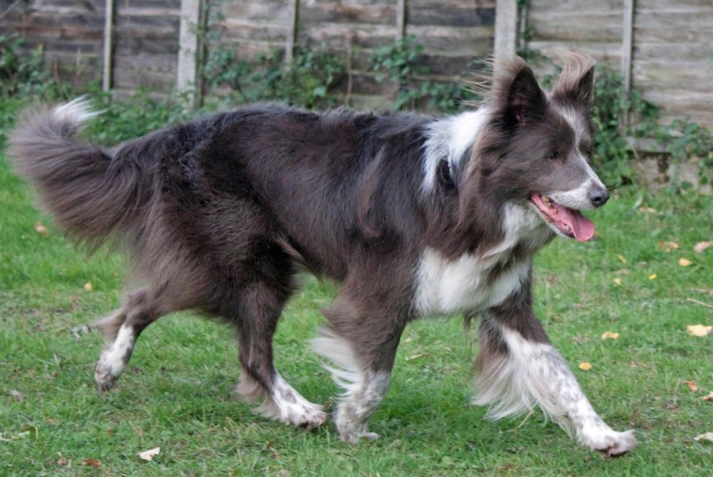 Élevage Essential Border Collies