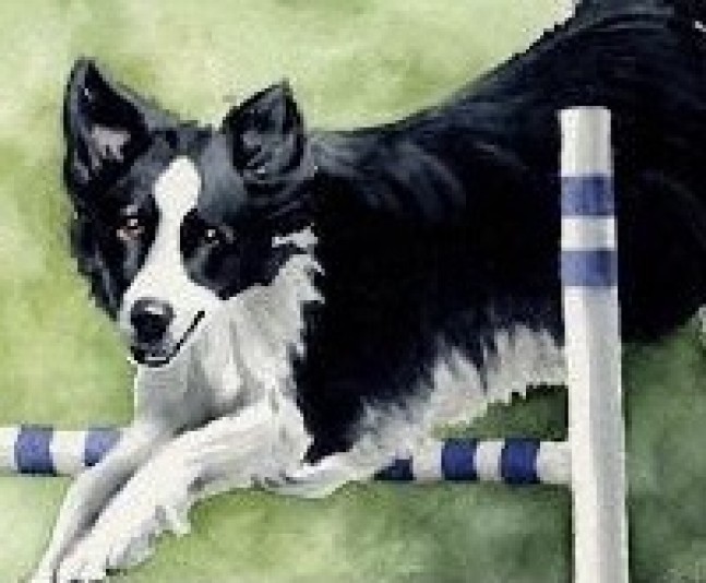 Essential Border Collies Breeder