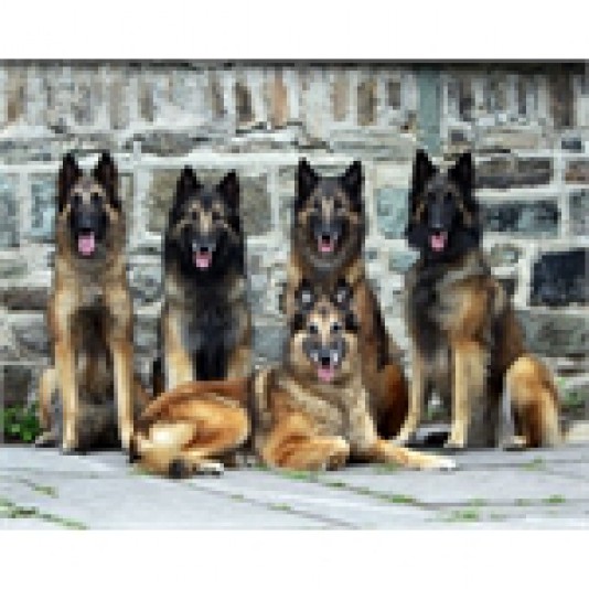 Belgian Shepherd Hidalgo Breeder