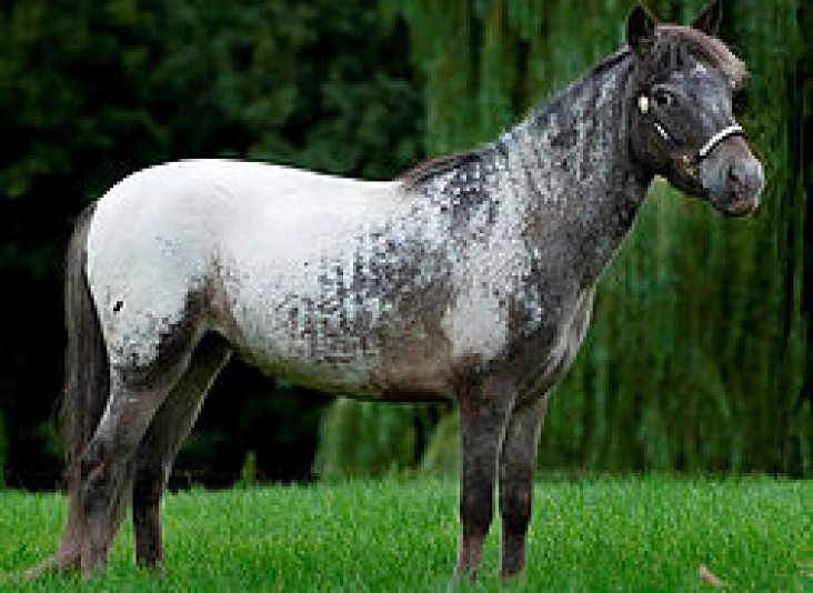 Loosa-Ranch Appaloosa Stable