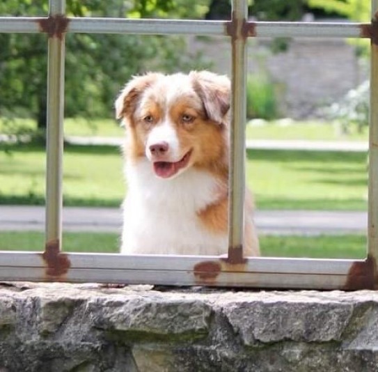 Holler Aussies Australian Shepherds Breeder