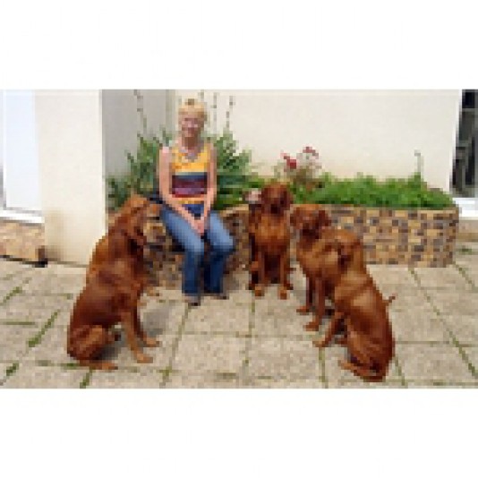 Vizsla Le Champ Cleuet Breeder