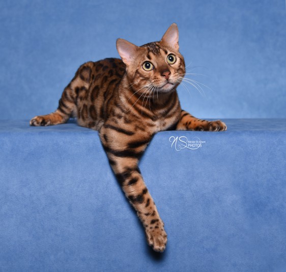 Chatterie Bengal Les Bengalous