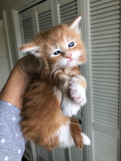 Chatterie de Maine Coon Maine Cool