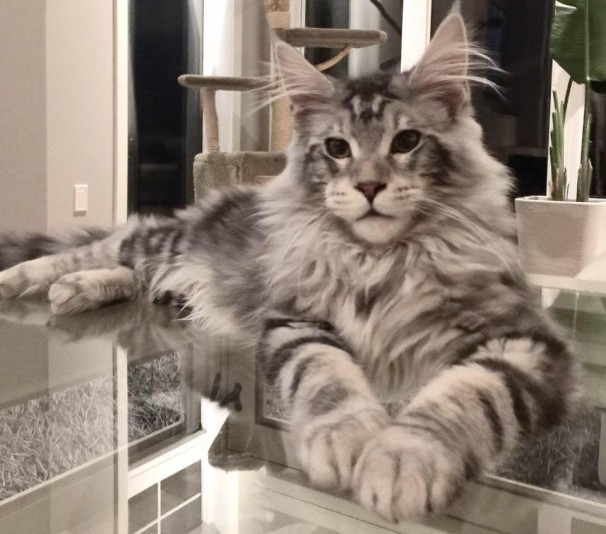 Maine Coon Maine Cool Cattery