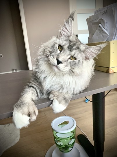 Chatterie de Maine Coon Maine Cool
