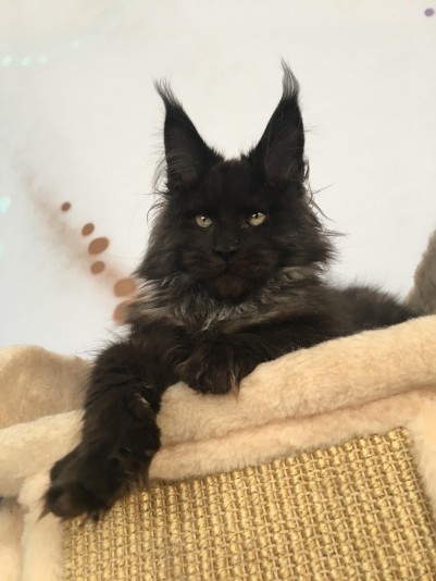 Chatterie de Maine Coon Maine Cool