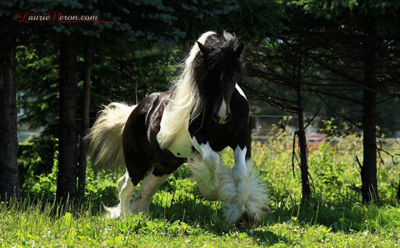 Gypsy Famille Maher Stable