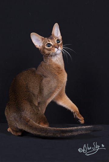 Abyssinian Temple de Bastet Cattery