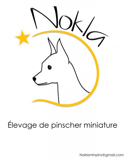 Nokla - Élevage de Pinschers nains
