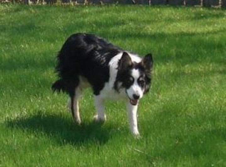 Border Collie Impressive Ferme Breeder