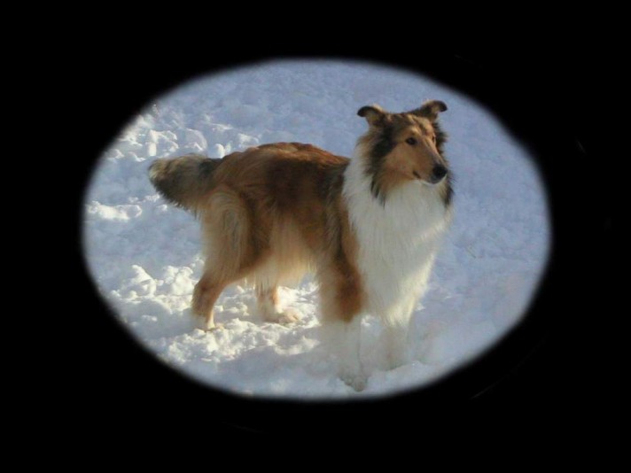 Rough Collie Colleycoeur Breeder