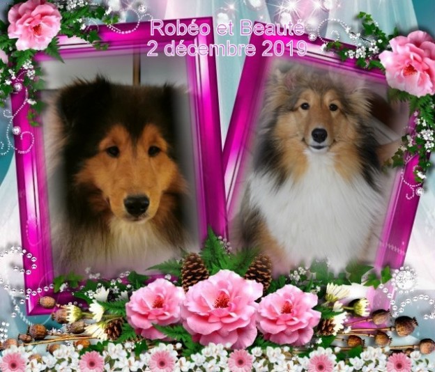 Shetland Sheepdog ColleyCoeur