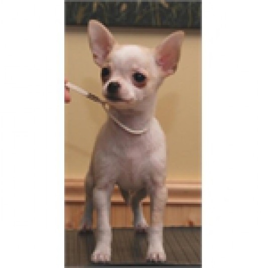 Domaine la Rose des Vents Chihuahua Breeder