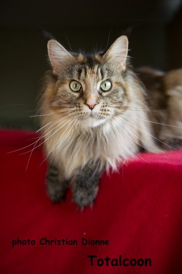 Chatterie Totalcoon Maine coon