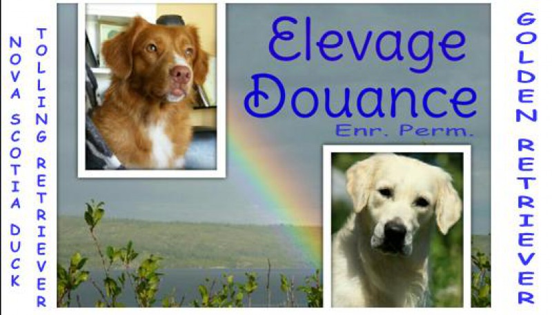 Élevage Golden-Retriever Douance