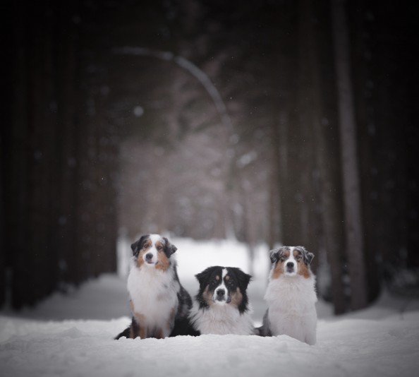 Australian Shepherd Aussiepaws Breeder