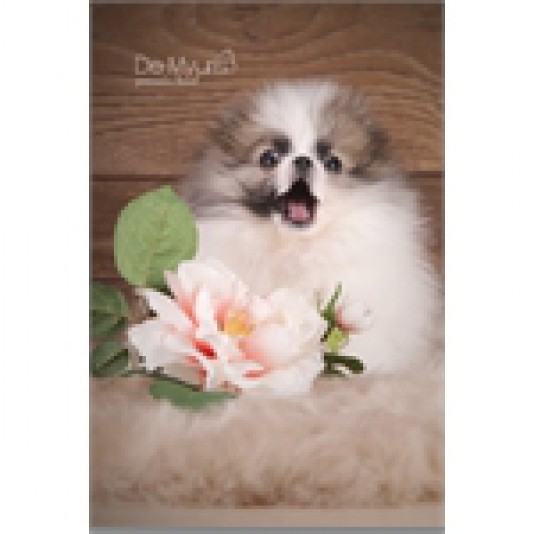 Pomeranian Sharecopomeranien.com Breeder